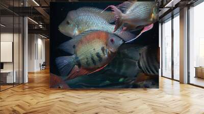 Red Shoulder Severum (Heros efasciatus) beautiful ornamental fish from Amazon Wall mural