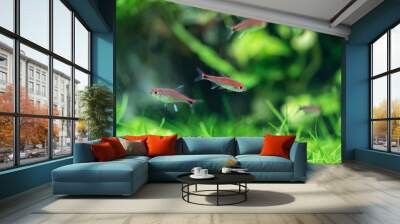 Ruby tetra (Axelrodia riesei) in aquatic plants tank Wall mural