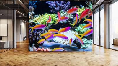 Schooling of anthais such as carberryi anthias, resplendent anthias, evansi anthias in Short stony polyp reef tank Wall mural