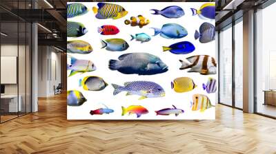 Set of Marine fish on white isolated background. Peacock, Emperor, Flame angelfish. clown fish , Firefish, Purple firefish, Butterflyfish, Sweetlips, Humphead wrasse and Threadfin snapper etc. Wall mural