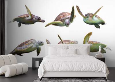 Set of Sea Turtle in many action on white isolated background Wall mural