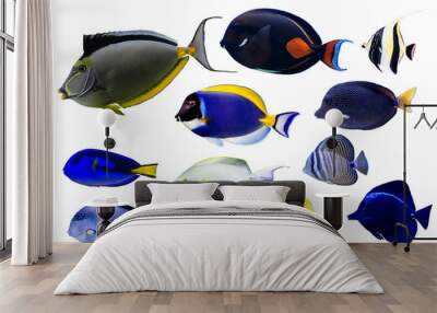 Set of Surgeonfish on white isolated background with clipping path such as achiles, powder blue and naso Wall mural