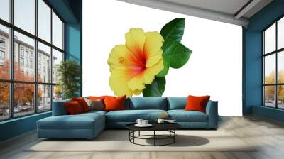 Yellow hibiscus on white background with path Wall mural