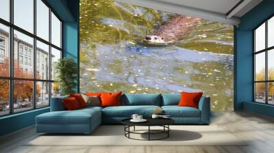 Beaver Swimming in Pond Wall mural