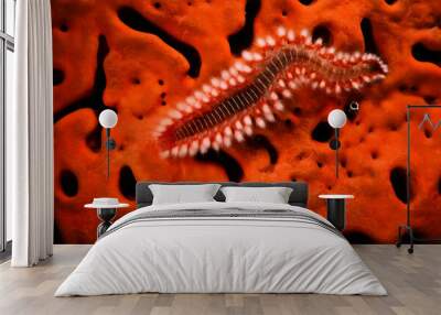 Bristleworm on a sponge Wall mural