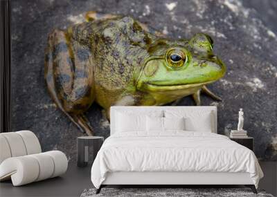 Bull Frog Wall mural