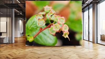 Close-up of some blueberries growing on a bush Wall mural