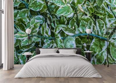 Closeup tropical leaves pattern background Wall mural