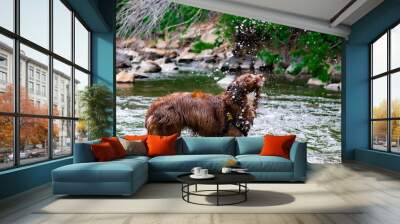 dog on the water Wall mural