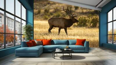 Evening Elk Wall mural