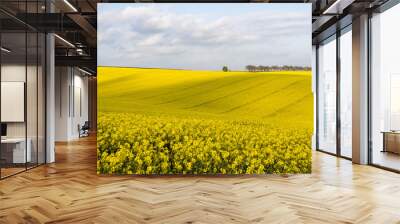 Fields of Oil Seed Rape near Cheesefoot Head in Hampshire. Wall mural