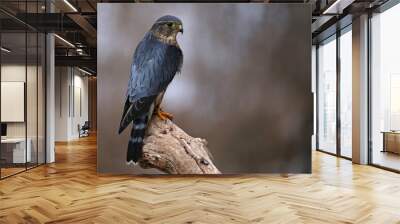 a profile shot of a merlin (falco columbarius) sitting on a branch.. Wall mural