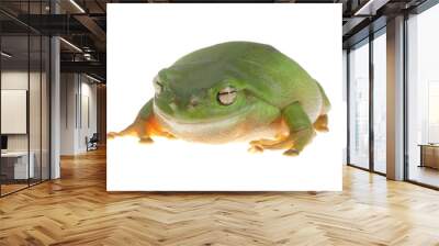 green tree frog 2 Wall mural