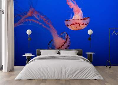 Jellyfish in Aquarium  Wall mural