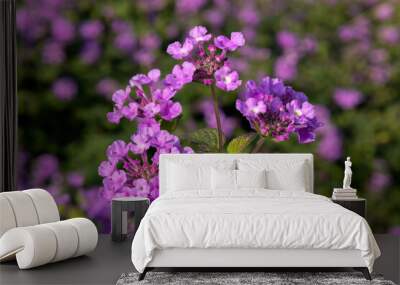 Closeup of flower clusters of Lantana in a garden in Italy in late summer Wall mural