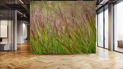 Panicum virgatum 'Shenandoah' grass in late summer in the garden Wall mural