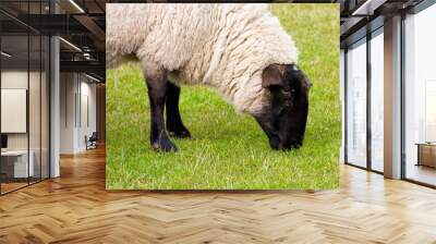 Black faced ewe Wall mural