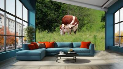 Animals - Hereford Cow and Calf Wall mural