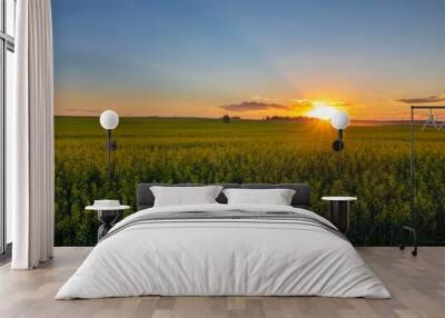 Beautiful Summer Sunset in a Canola Field in Airdie, Alberta, Canada Wall mural