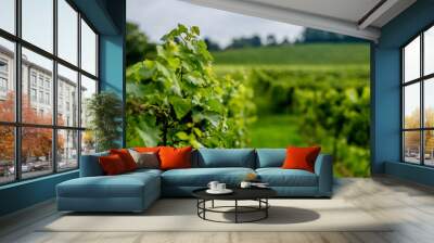 vine leaves close up English vineyard Surrey UK Wall mural