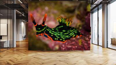 Nudibranch Wall mural