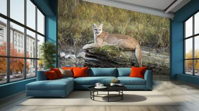 Puma cooling its tail Wall mural