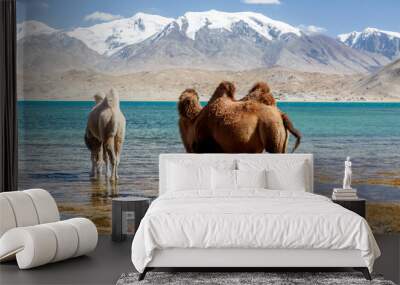 Two camels drinking water at Lake Karakul (Karakorum Highway, Xinjiang, China). Along the Karakorum Highway. Wall mural