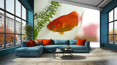 Pet goldfish in a large glass bowl Wall mural