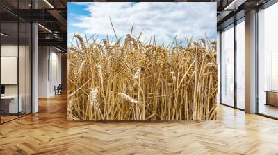 A field of wheat on a summers day in England Wall mural