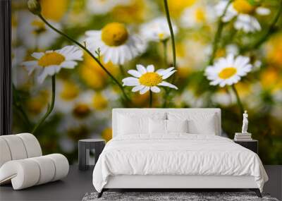 Daisies in a summer field Wall mural