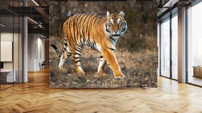 Siberian Tiger close up Wall mural