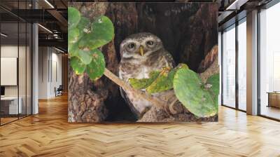 sleeping spotted owl looks at camera in agra Wall mural