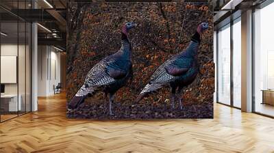 Two colorful wild turkeys amid autumn leaves Wall mural