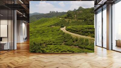 tea plantation in the cameron highlands malaysia Wall mural