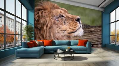 Close up image of a majestic, battle-scarred male lion’s face Wall mural