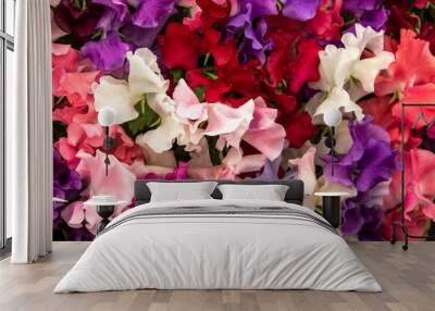 sweet pea Mixed Spencer (Lathyrus oderatus) Wall mural