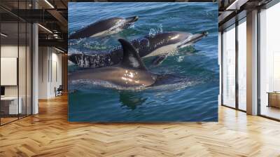 dolphins swimming in the wild Wall mural