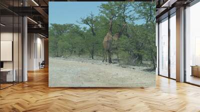 Wild African Giraffes in Etosha National Park in Namibia Wall mural