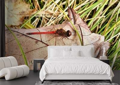 dragonfly on a leaf Wall mural