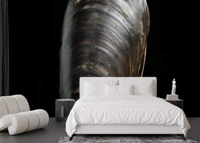 fresh mussel Wall mural