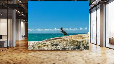 cormorants on a cliff, abel tasman national park, new zealand 2 Wall mural