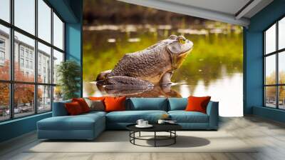 Beautiful bull frog who relaxes on the edge of a lake Wall mural