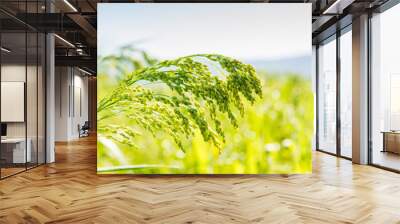 millet plant Panicum miliaceum L. Wall mural