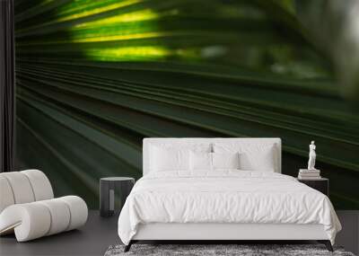 Green palm tree leaves with backlight shining through the texture Wall mural