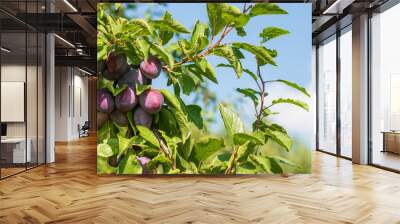 close-up of ripe plums on tree against blue sky Wall mural