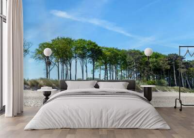 Pine trees on coastal protection dunes at the beach in Rostock-Warnemünde in Germany Wall mural