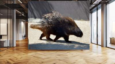 Closeup Indian Crested Porcupine (Hystrix indica) walking on ground Wall mural