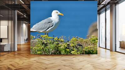 Panoramic photo of Herring gull (Larus argentatus) on grass on cliffs of the côte sauvage at Quiberon in Brittany in France Wall mural