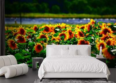 Sunflowers Wall mural