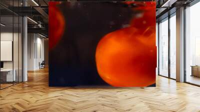 Two fresh tomatoes underwater with black background Wall mural